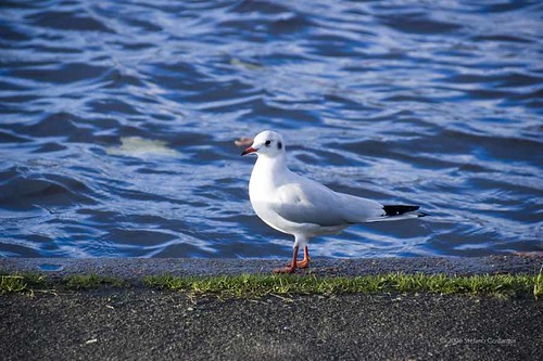 seagull4