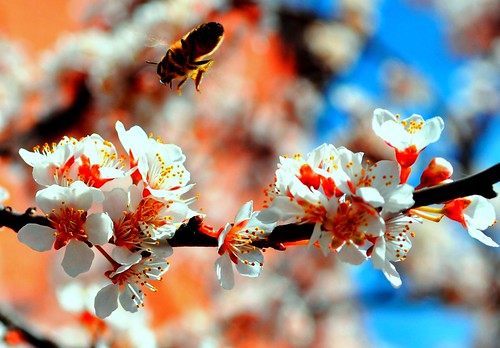 London Blossoms